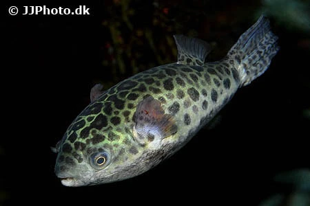 Grønplettet kuglefisk (Tetraodon Nigroviridis)